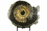 Cut & Polished Ammonite (Speetoniceras) Fossil With Druzy Pyrite #175077-1